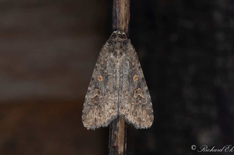 Smalvingat lvfly - Small Mottled Willow (Spodoptera exigua)