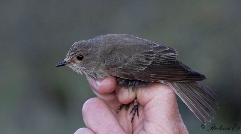 Gr flugsnappare - Spotted Flycatcher (Muscicapa striata)