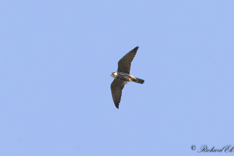 Lrkfalk - Hobby (Falco subbuteo)