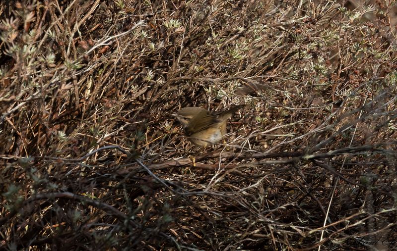 Brunsngare - Dusky Warbler (Phylloscopus fuscatus)