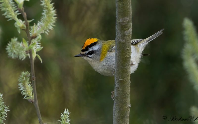 Brandkronad kungsfgel - Common Firecrest (Regulus ignicapillus)