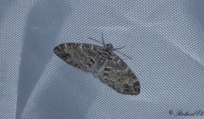 Graktig lobmtare - The Seraphim (Lobophora halterata)