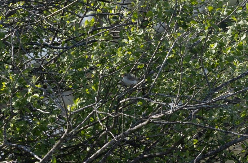 Balkansngare - Eastern Bonellis Warbler (Phylloscopus orientalis)