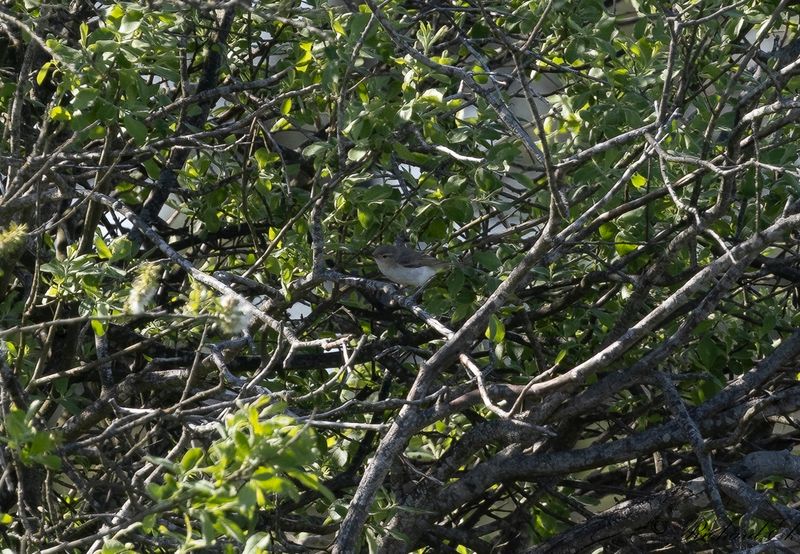 Balkansngare - Eastern Bonellis Warbler (Phylloscopus orientalis)
