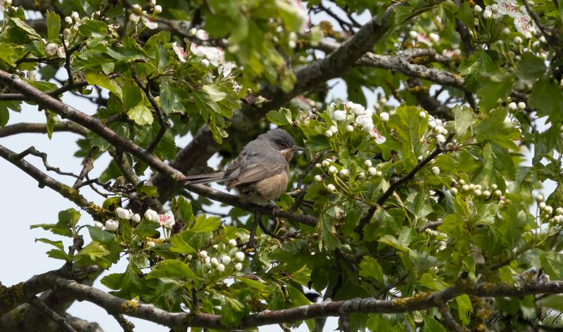 Rostsngare - Western Subalpine Warbler (Curruca inornata)