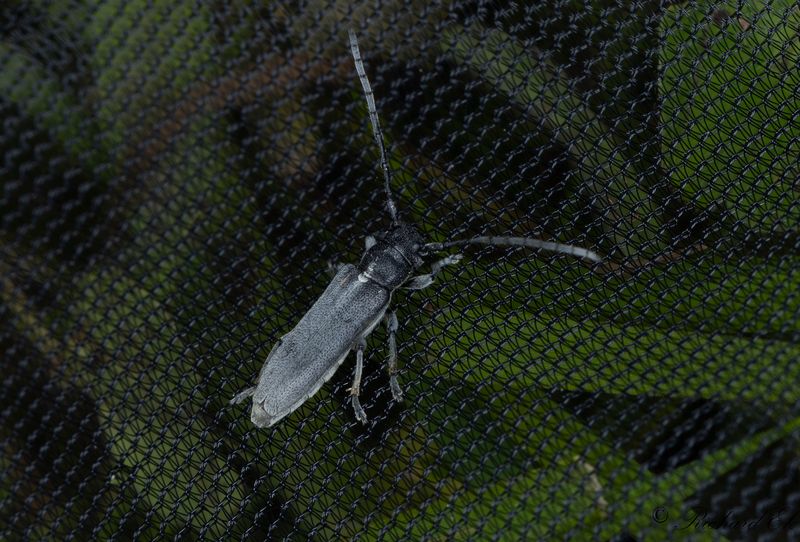 Gullrisbock (Phytoecia nigricornis)