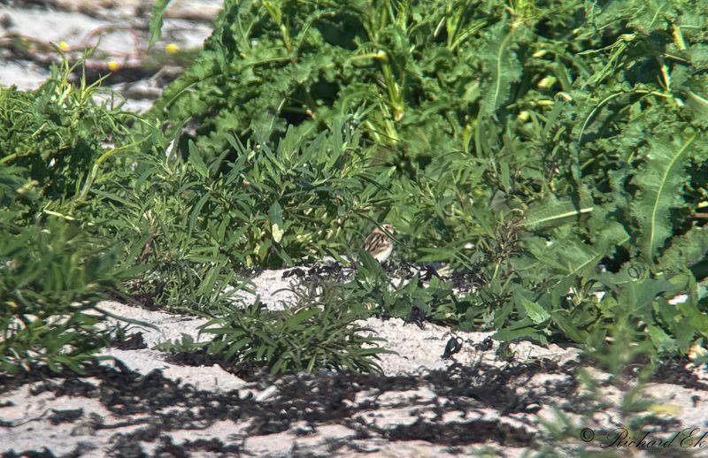 Dvrgsvsparv - Pallas Reed Bunting (Emberiza pallasi)