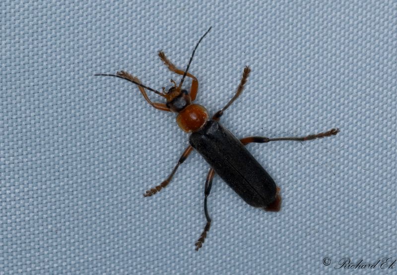 Cantharis livida