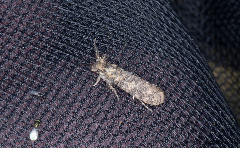 Uroxhornmal (Ochsenheimeria urella)