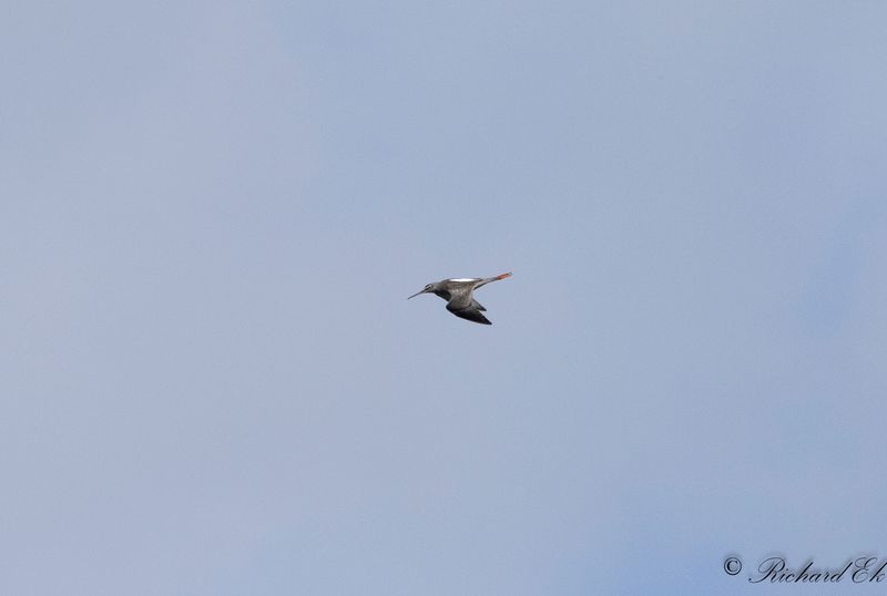 Svartsnppa - Spotted Redshank (Tringa erythropus)