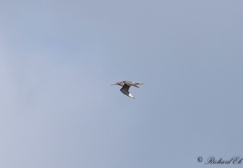 Svartsnppa - Spotted Redshank (Tringa erythropus)