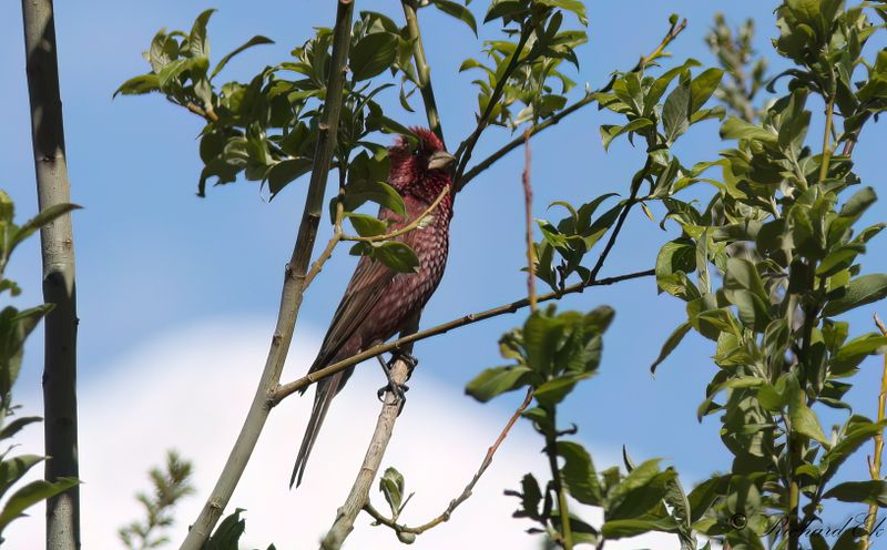 Strre rosenfink - Great Rosefinch (Carpodacus rubicilla)