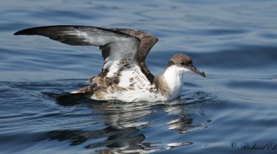 Större lira - Great Shearwater (Puffinus gravis)