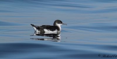 Mindre lira - Manx Shearwater (Puffinus puffinus)
