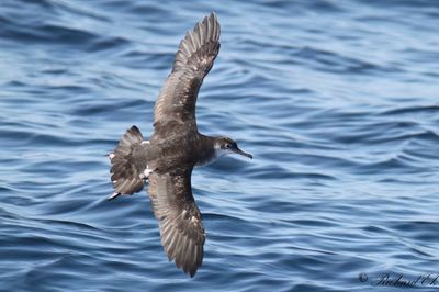 Mindre lira - Manx Shearwater (Puffinus puffinus)