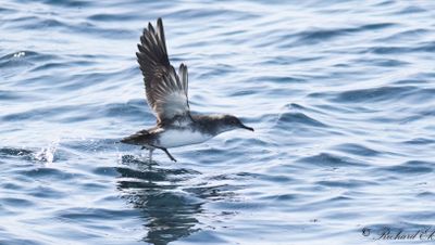 Medelhavslira - Yelkouan Shearwater (Puffinus yelkouan mauretanicus)