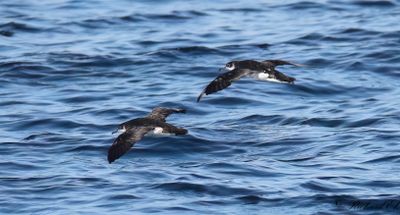 Mindre lira - Manx Shearwater (Puffinus puffinus)