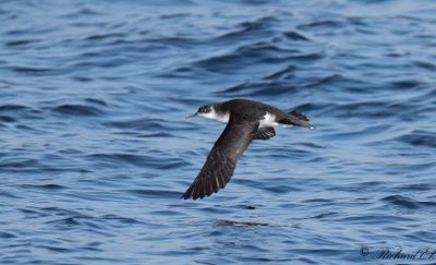 Mindre lira - Manx Shearwater (Puffinus puffinus)