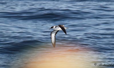 Större lira - Great Shearwater (Puffinus gravis)