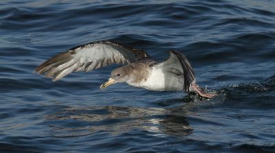 Gulnäbbad lira - Cory´s Shearwater (Calonectris diomedea)
