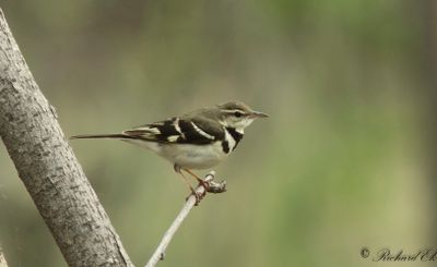 Trädärla - Forest Wagtail (Dendronanthus indicus )