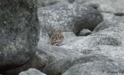 Vitvingad lrka - White-winged Lark (Melanocorypha leucoptera)