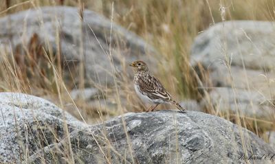 Vitvingad lrka - White-winged Lark (Melanocorypha leucoptera)