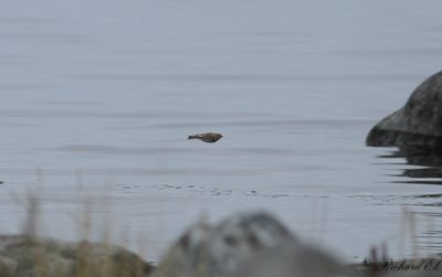 Vitvingad lrka - White-winged Lark (Melanocorypha leucoptera)