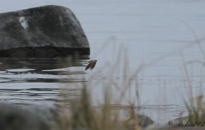 Vitvingad lrka - White-winged Lark (Melanocorypha leucoptera)