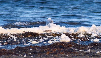 Tundrasnppa - Western Sandpiper (Calidris mauri)