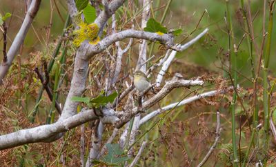 Tennesseeskogssångare - Tennessee Warbler (Oreothlypis peregrina)