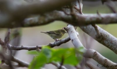 Tennesseeskogssångare - Tennessee Warbler (Oreothlypis peregrina)