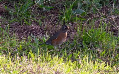 Vandringstrast - American Robin (Turdus migratorius)