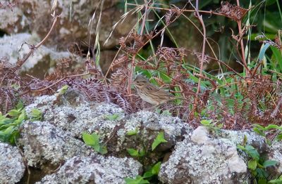Lincolnsparv - Lincoln's Sparrow (Melospiza lincolnii)