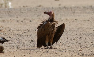 Örongam - Lappet-faced Vulture (Torgos tracheliotus)