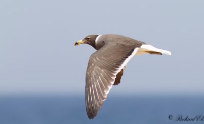 Sotmås - Sooty Gull (Ichthyaetus hemprichii)