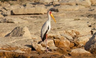 Skarv till flamingoer / Cormorants to Flamingoes