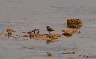 Trebandad pipare - Three-banded Plover (Charadrius tricollaris)