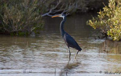 Revhäger - Western Reef Egret (Egretta gularis)