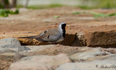 Långstjärtad duva - Namaqua Dove (Oena capensis)