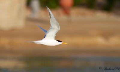 Iltärna - Lesser Crested Tern (Sterna bengalensis)