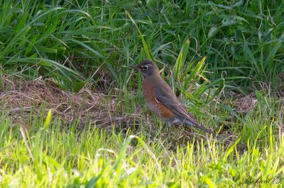 Vandringstrast - American Robin (Turdus migratorius)