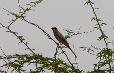 Hypokolius - Grey Hypocolius (Hypocolius ampelinus)