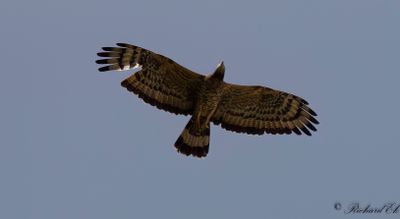 Tofsbivråk - Crested Honey Buzzard (Pernis ptilorhyncus)