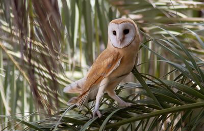 Tornuggla - Western Barn Owl (Tyto alba erlangeri)