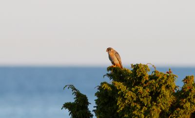 Aftonfalk - Red-footed falcon (Falco vespertinus)