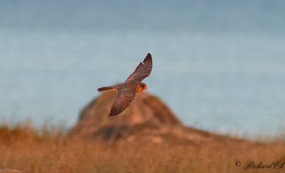 Aftonfalk - Red-footed falcon (Falco vespertinus)