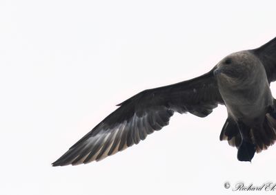 Sydpolslabb - South Polar Skua (Stercorarius maccormicki)