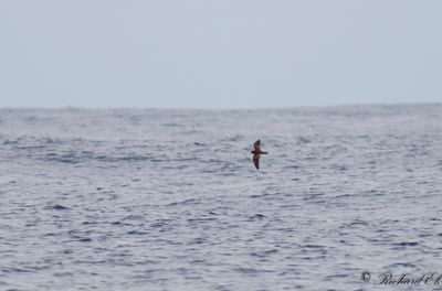 Swinhoes stormsvala - Swinhoe's storm petrel (Oceanodroma monorhis)