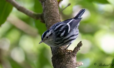 Svartvit skogssngare - Black-and-white Warbler (Mniotilta varia)